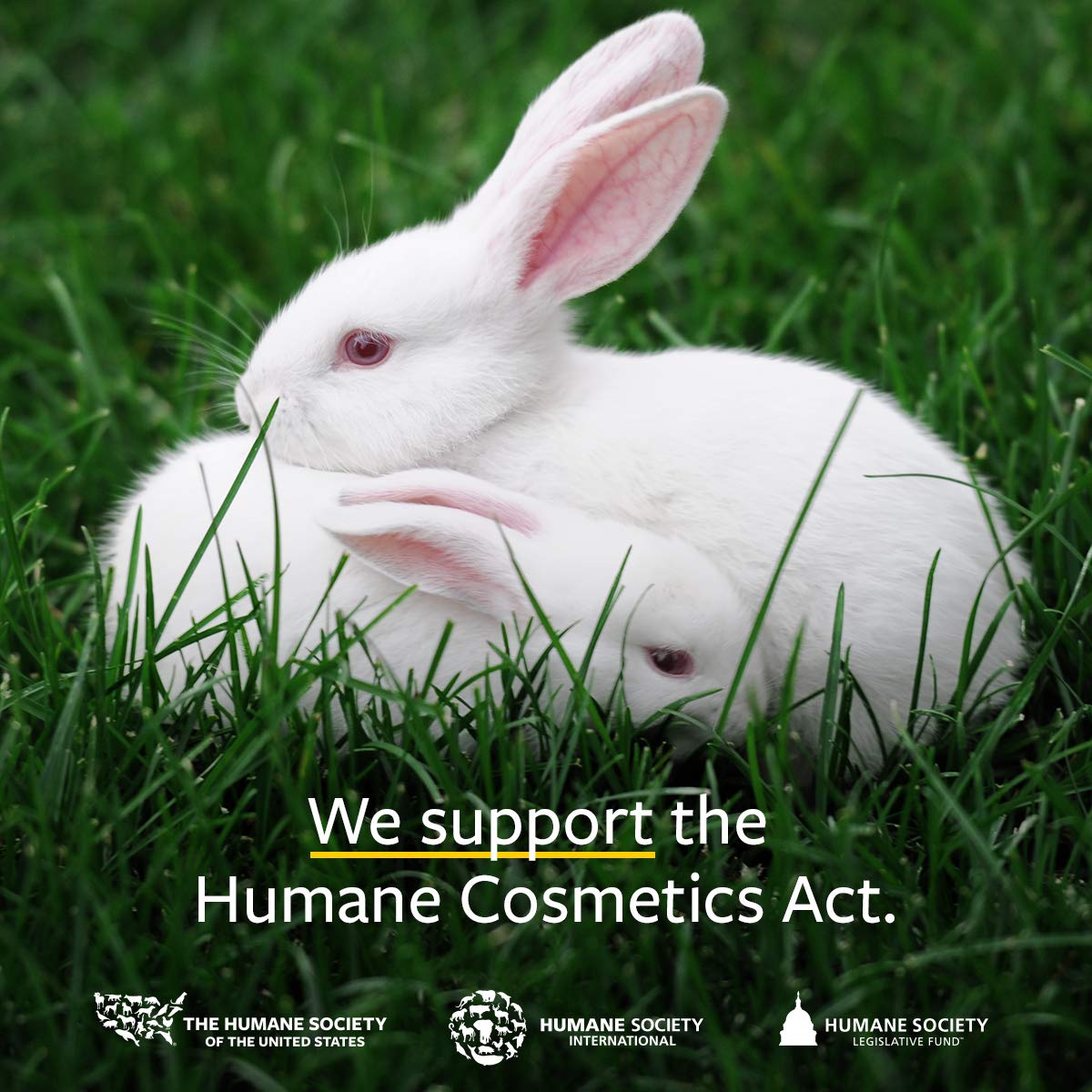 US Organic Chia Seed Oil, Certified Organic, Pure & Natural, Cold Pressed Virgin, Unrefined, Sourced from Paraguay, in Amber Glass Bottle w/Glass Eyedropper for Easy Application (2 oz (56 ml))