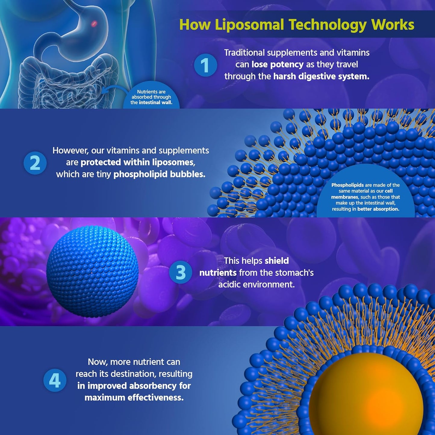 Core Med Science Phosphatidylcholine Supplement, Liposomal PC Complex (8 Fl Oz) - Lecithin Phospholipid Supplement That Supports Liver & Gut Health - Phosphatidyl Choline Liquid for Cognition Support