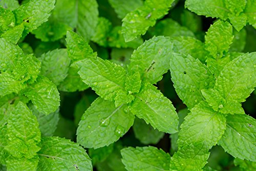 US Organic 100% Pure Peppermint Essential Oil - USDA Certified Organic - 15 ml Pack of 2 - w/Improved caps and droppers (More Size Variations Available)