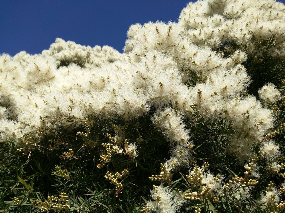 US Organic 100% Pure Tea Tree Essential Oil, Steam Distilled, USDA Certified Organic, for Hair, Skin, Scalp, Foot, Toenails, and More. Sourced from South Africa, Undiluted, Non-GMO (15 ml)