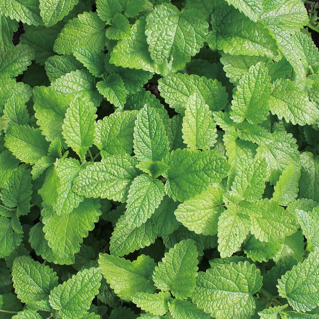 Aromatics International Lemon Balm Hydrosol 100ml | Fresh Aromatic Spray for Daily Use